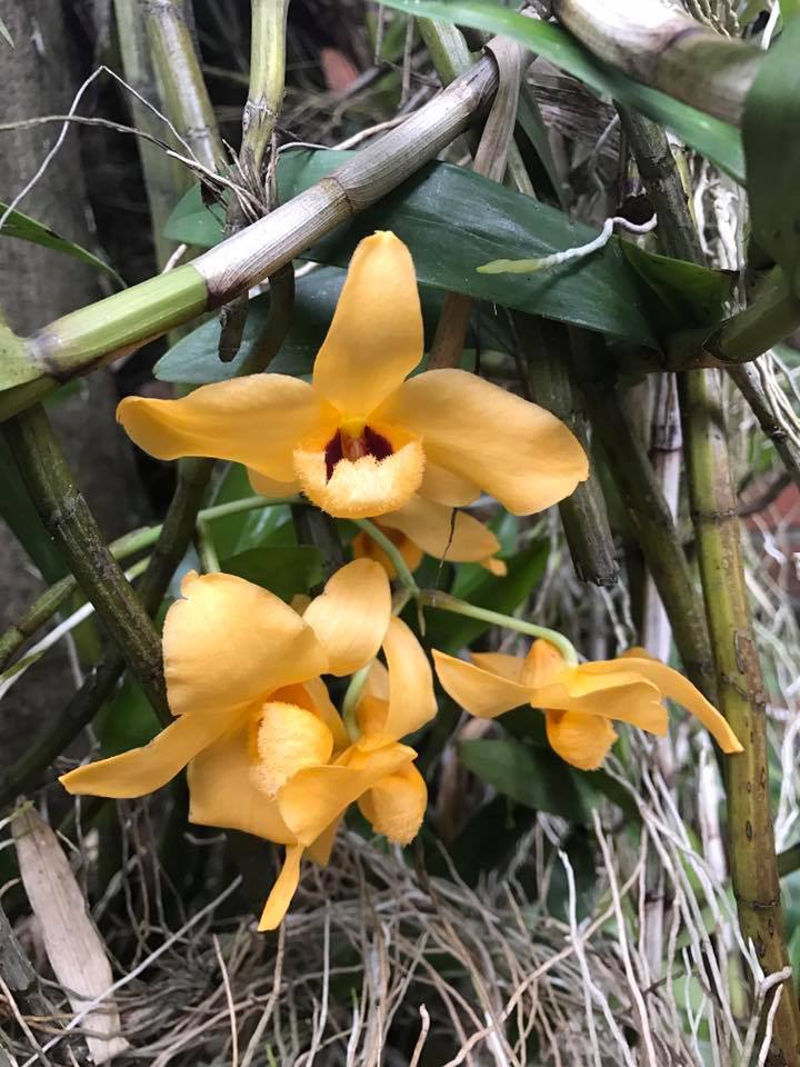 Dendrobium moschatum, a fragrant Myanmar native orchid