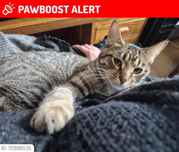 🚨Tabby was LOST on May 6, 2026 in Big Lake Township, MN 55330