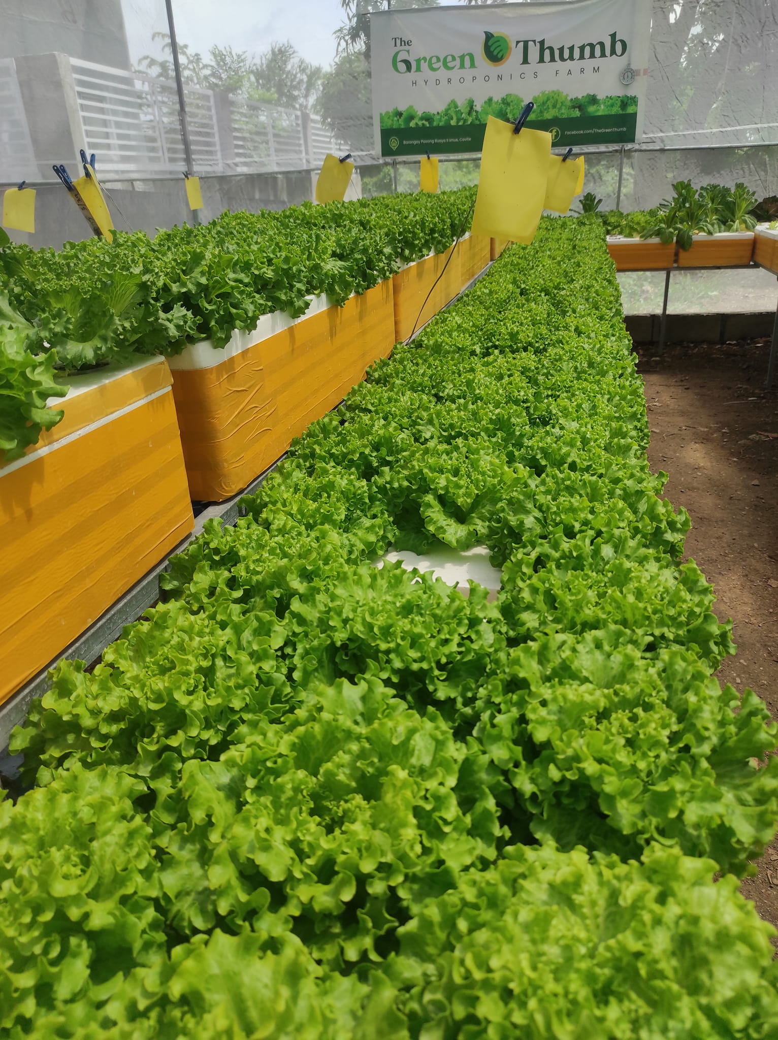 The Green Thumb Hydroponics Farm | Imus