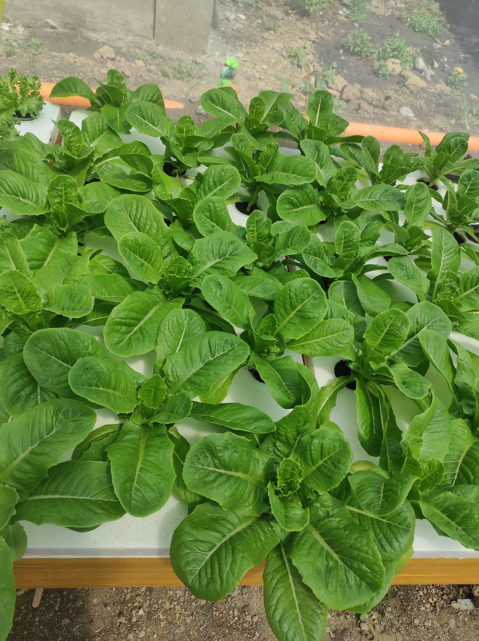The Green Thumb Hydroponics Farm | Imus