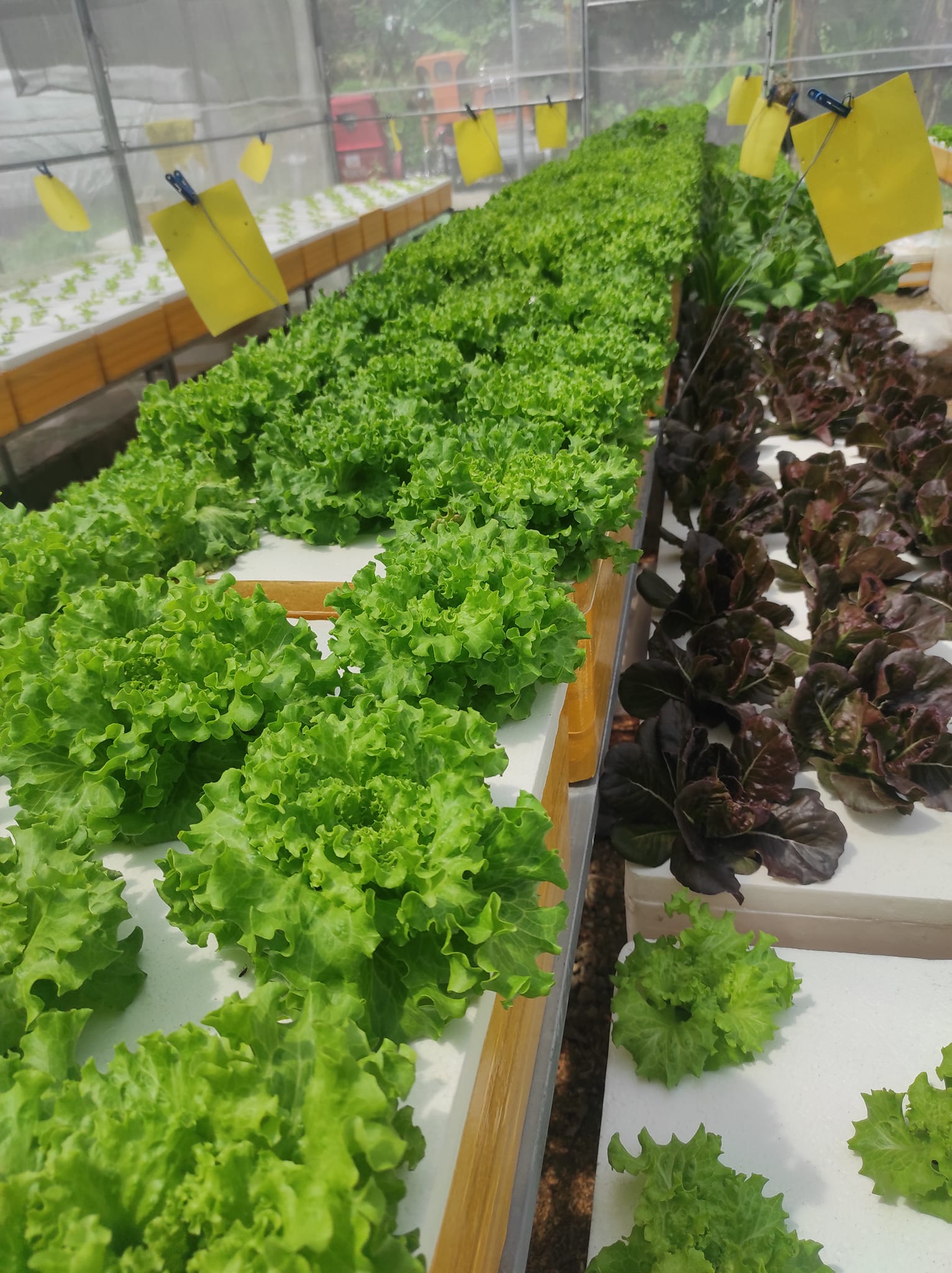 The Green Thumb Hydroponics Farm | Imus