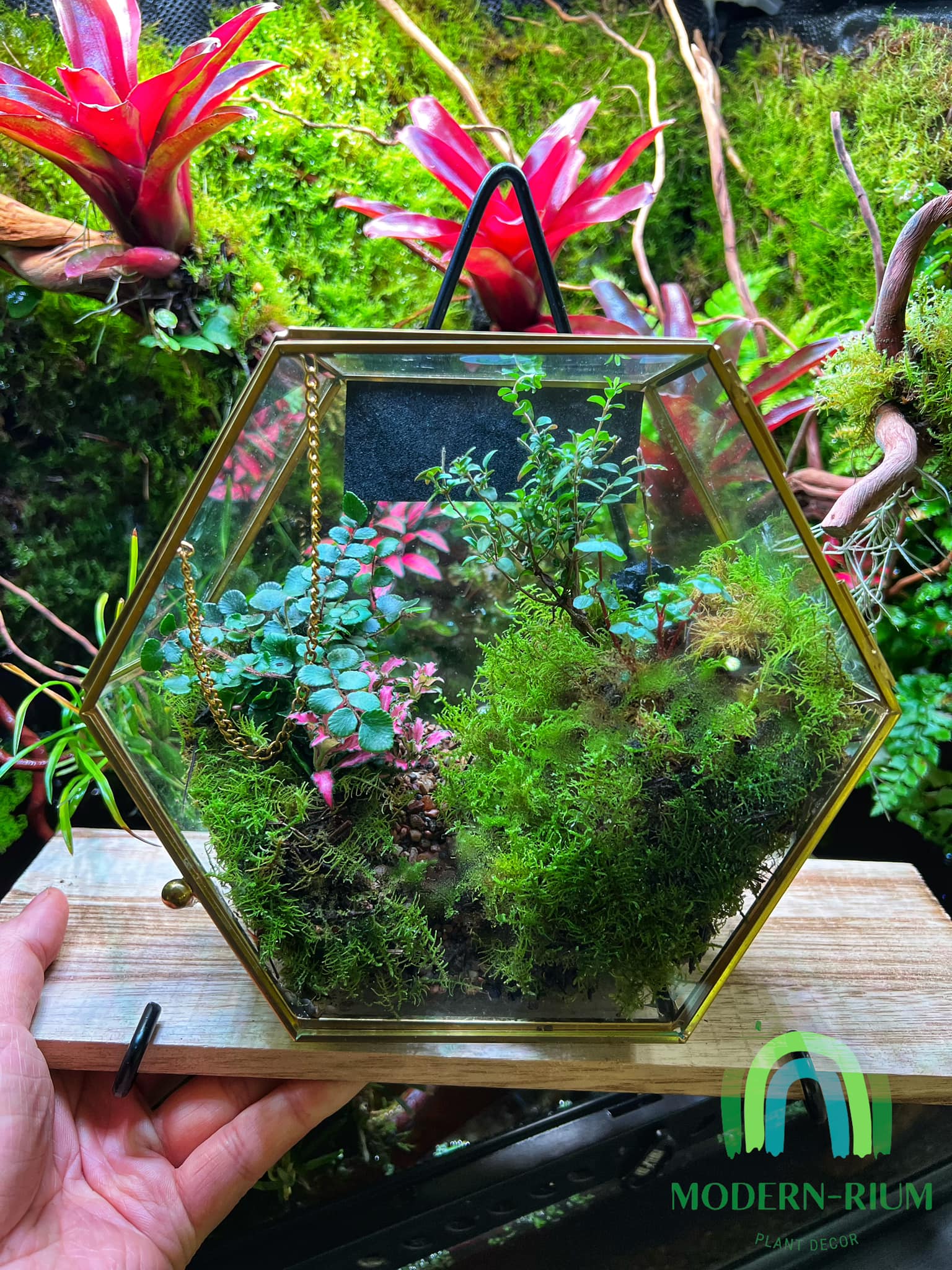 Modern-rium - A Hexagon terrarium. Hope you enjoy it.... | Facebook