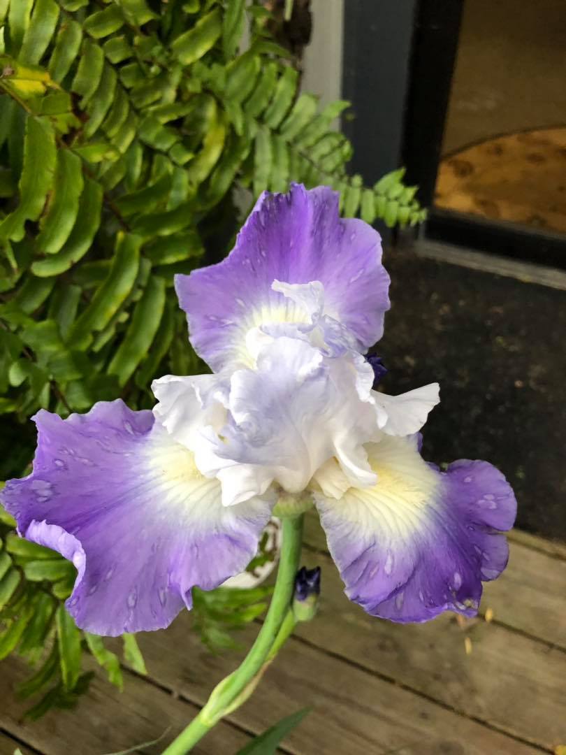 The bearded Iris have opened... - Renaissance Gardens