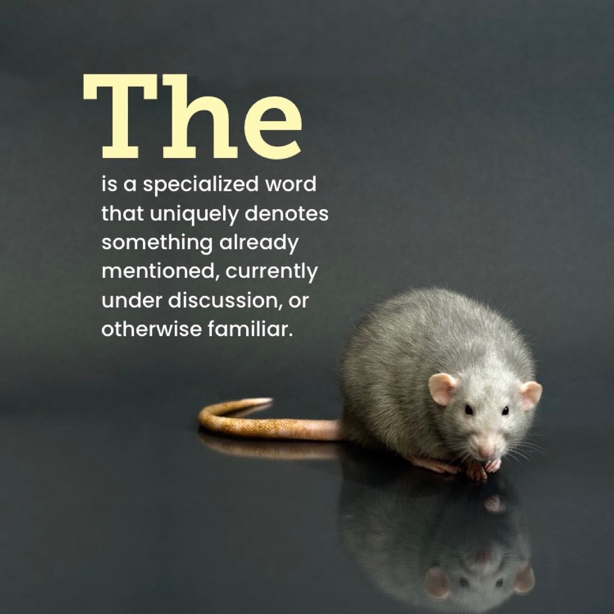 Rats Magazine - The is the most commonly used word in the... | Facebook