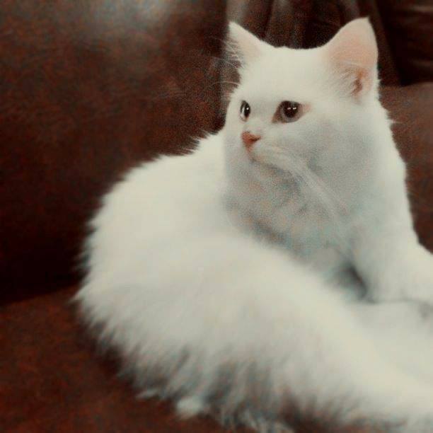 Kucing Parsi Nama Saintifik Pencinta Kucing Kluang Facebook