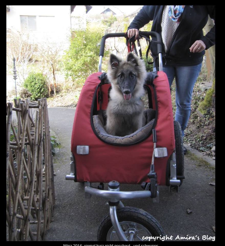 Der Wagen Ist Weg Abzugeben Zu Verein Fur Behinderte Hunde