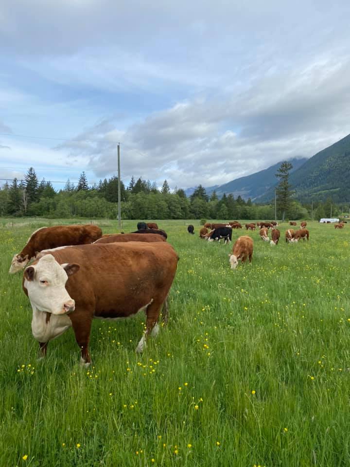 Nighthawk Ridge Farms Ltd. | Port Alberni BC