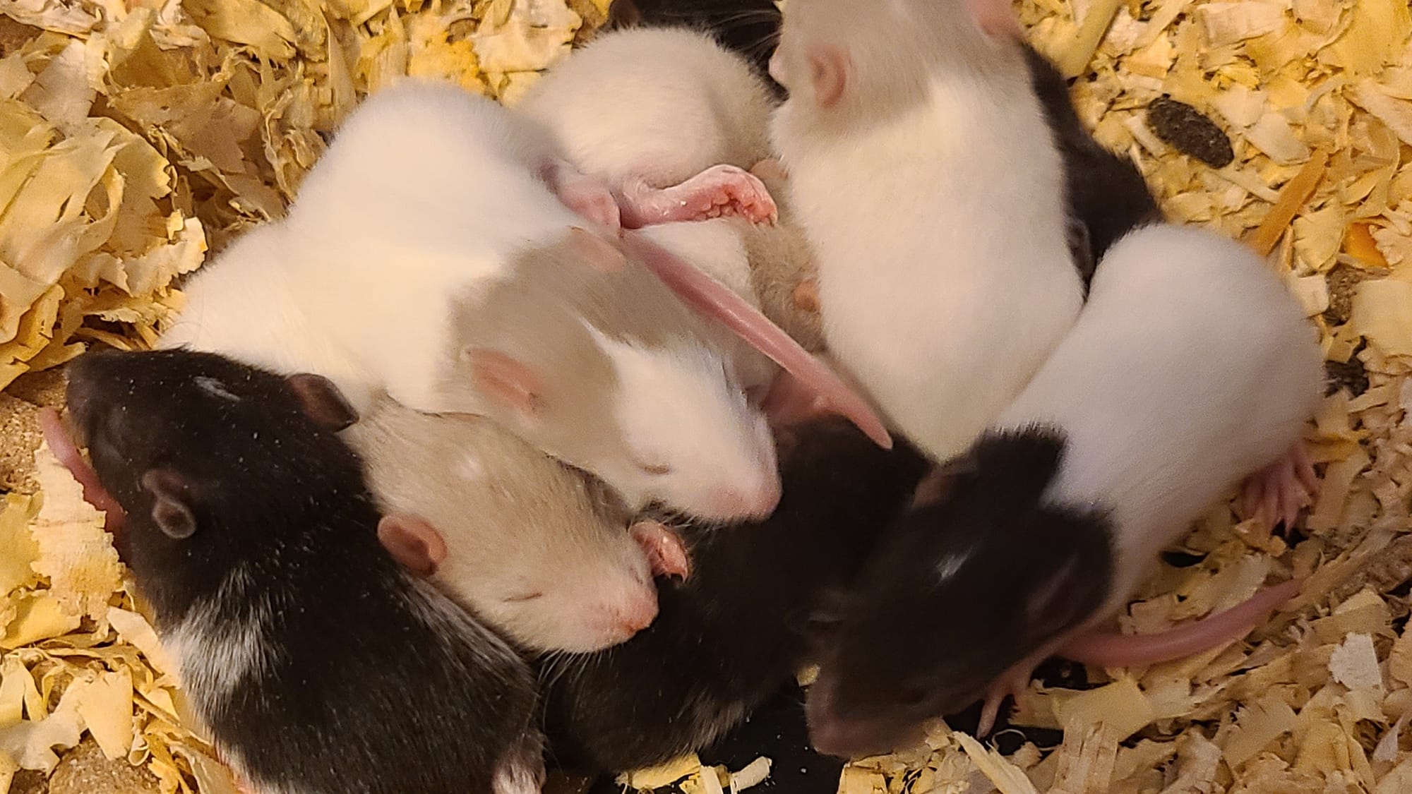 Fur and tail ratties