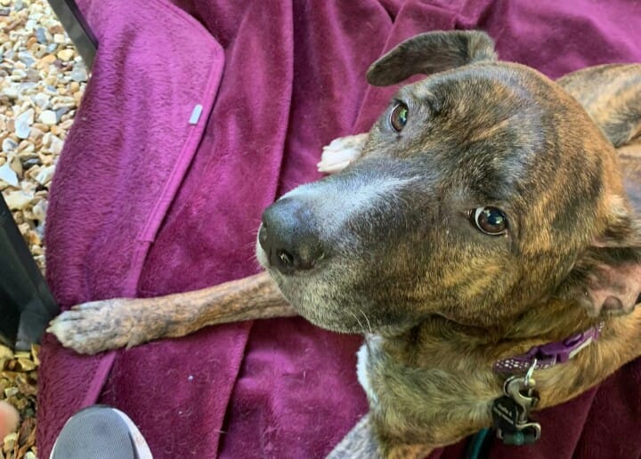 Staffie and Stray Rescue - Today's 'Featured at 5' dog from the website ...