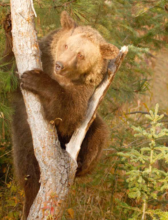 Bears 