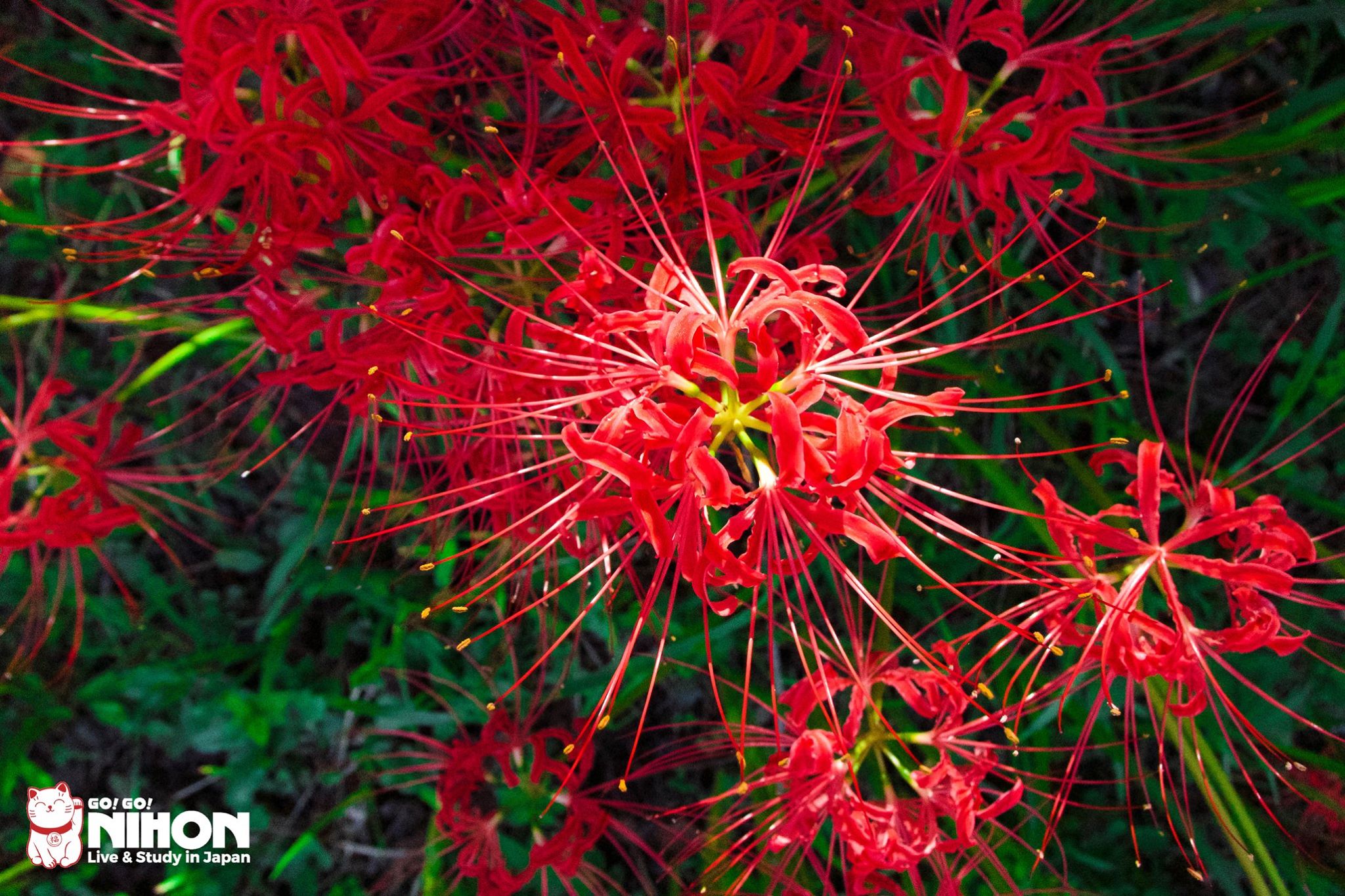This flower is abundant in Japan. It has various colors so pretty.