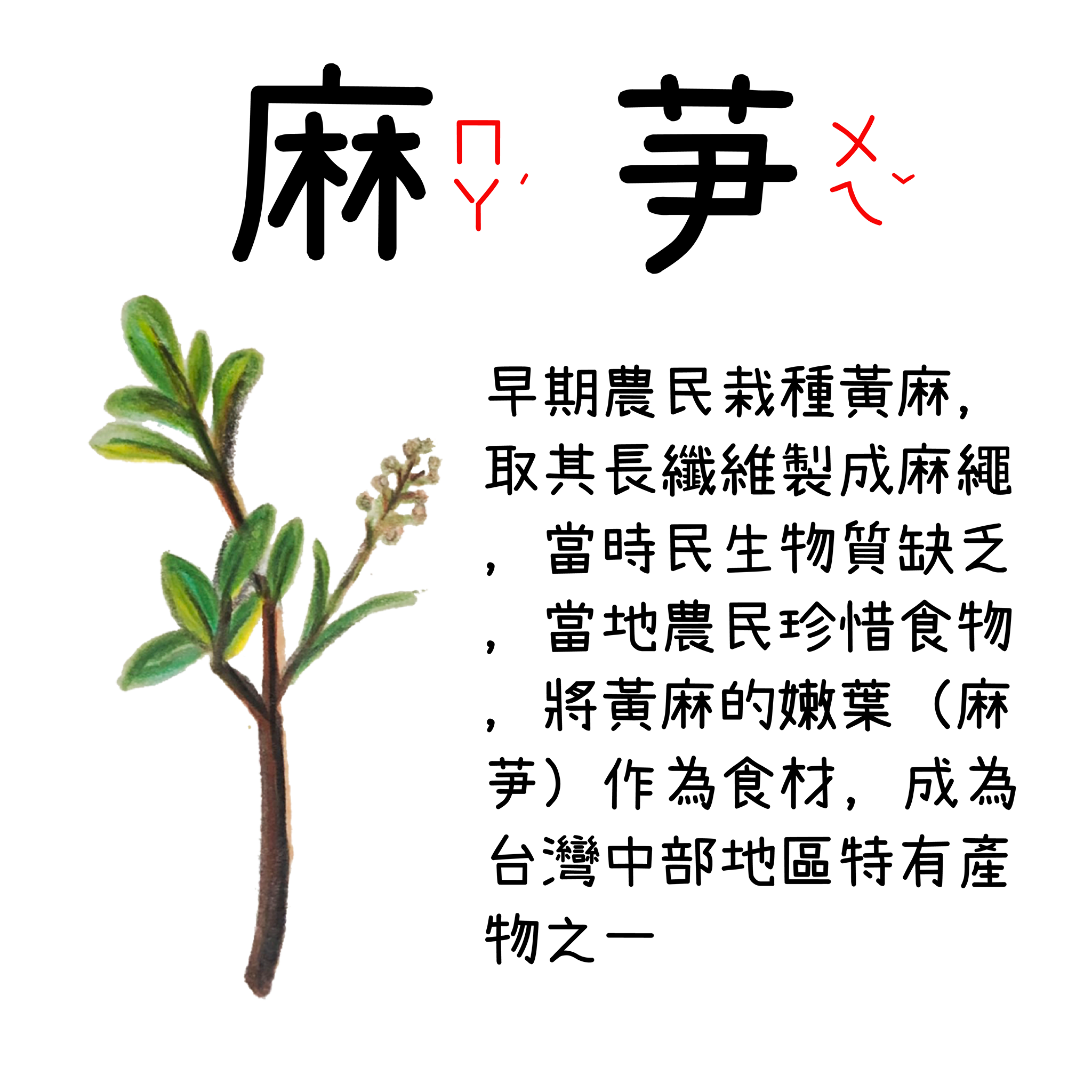 盲旅BlindTour - 【💡小知識時間 】 你有吃過麻芛嗎？ 麻芛是台灣中部地區特有的食材之一，... | Facebook