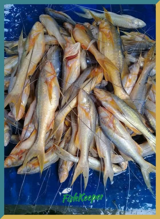 FishKeeper - Name: Toposhi Size: 30-40 pcs consists 1 kg... | Facebook