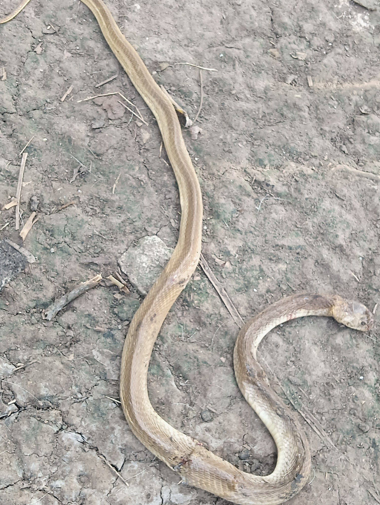Snake Identification | Pa id po muntik na po makagat ang nanay ko ...