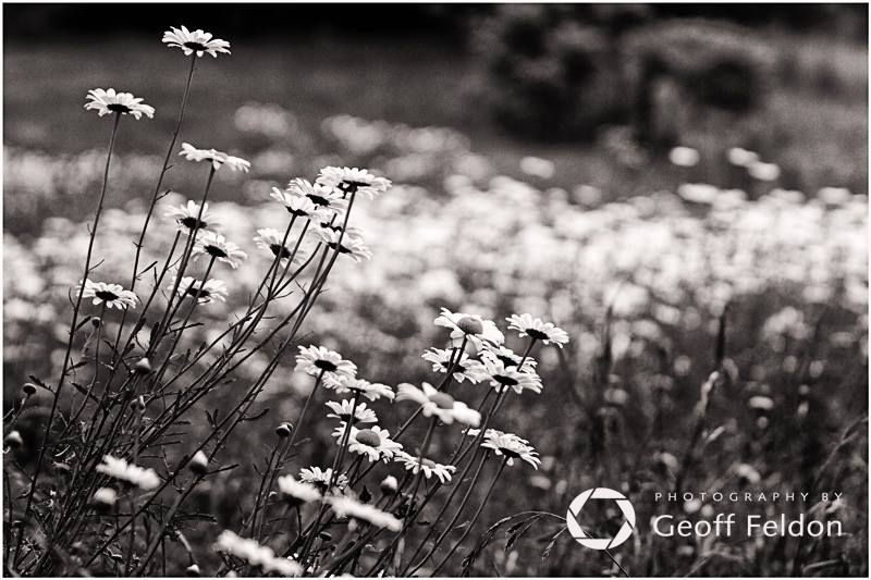 Geoff Feldon