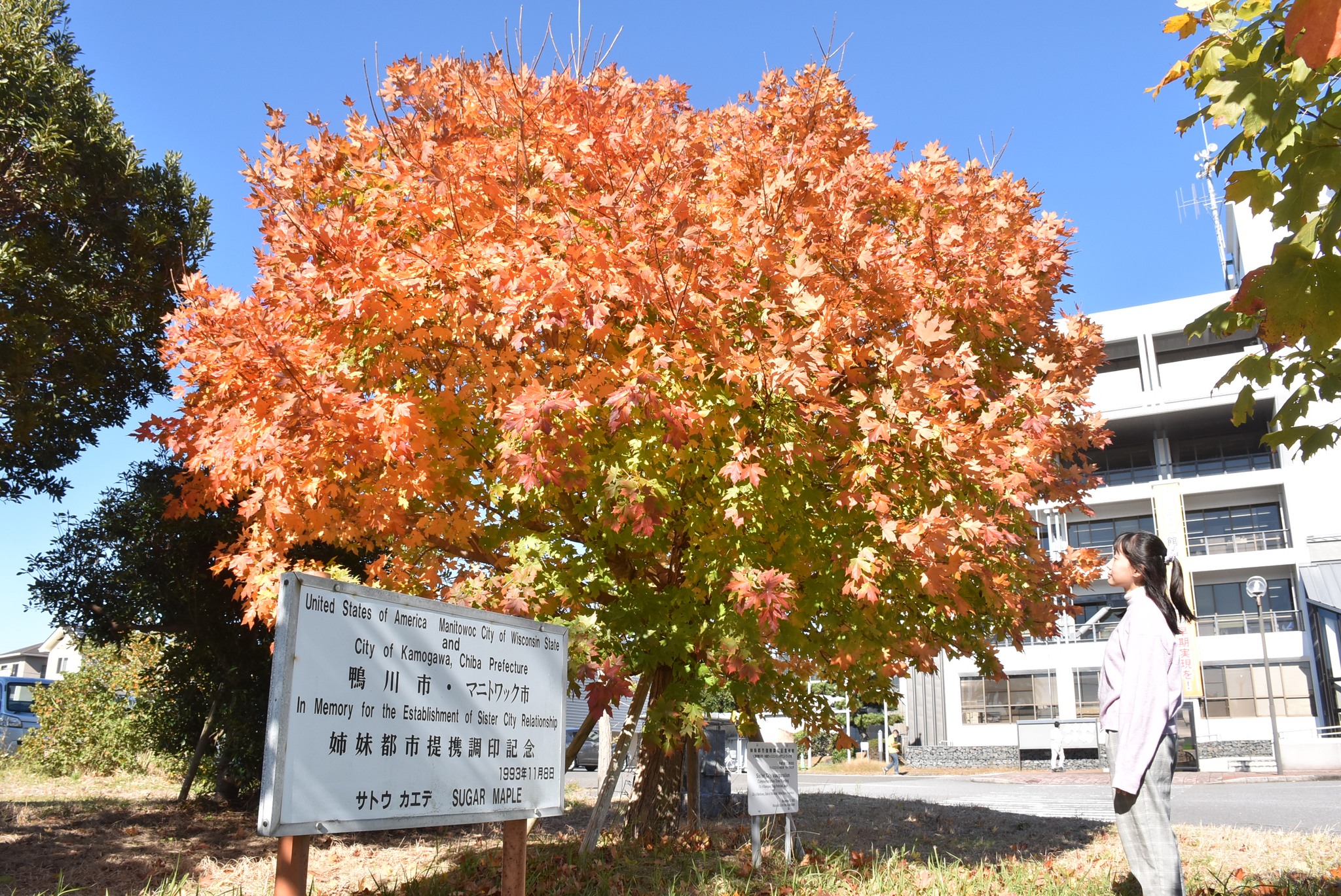 鴨川市役所 - 国際姉妹都市との絆 サトウカエデが見頃を迎えています このサトウカエデは、平成5年11月8日に米国マニトワック市との姉妹都市 ...