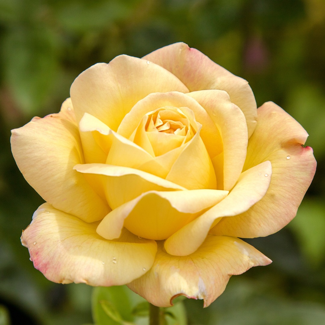 Scotts AU - Anyone can grow show-stopping roses... All it takes is the ...