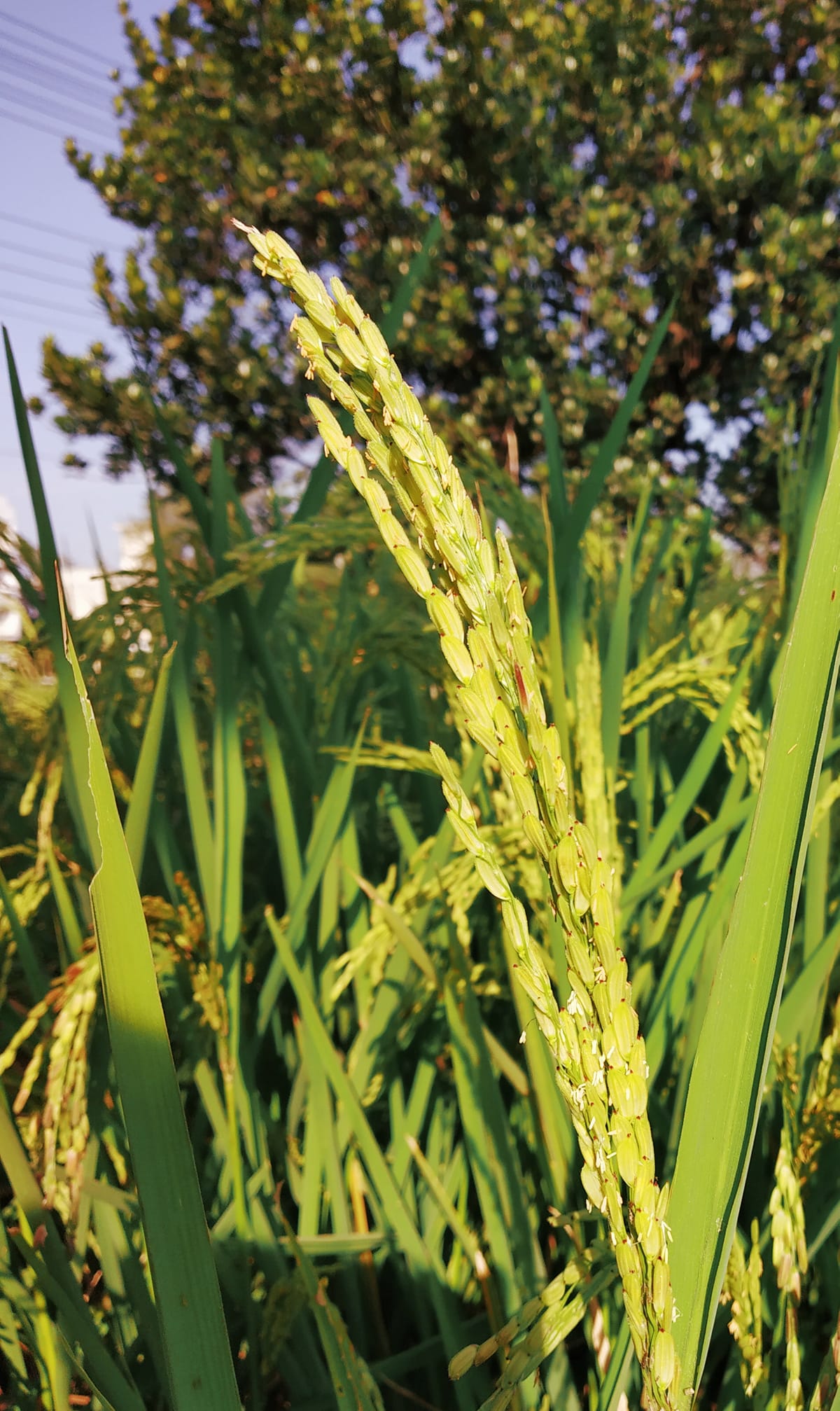 RICE BASED FOOD TO MITIGATE MALNUTRITION | Facebook