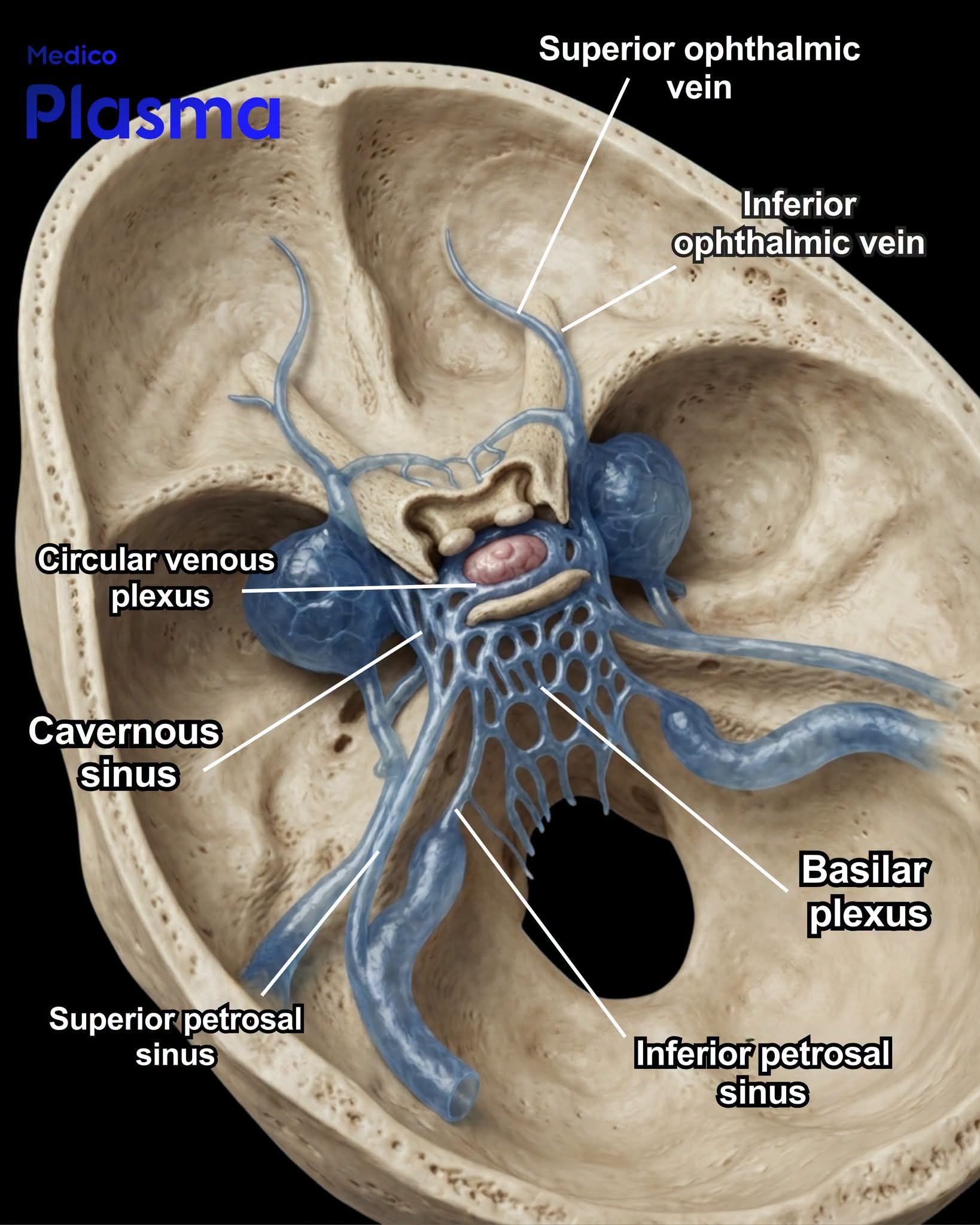 What is the cavernous sinus and its content?