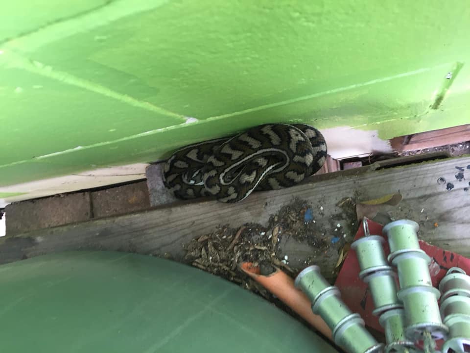 Northern Rivers Snake Catcher