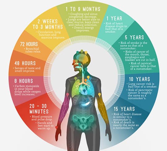 Fitness Loipe - Cigarette smoking harms nearly every organ... | Facebook