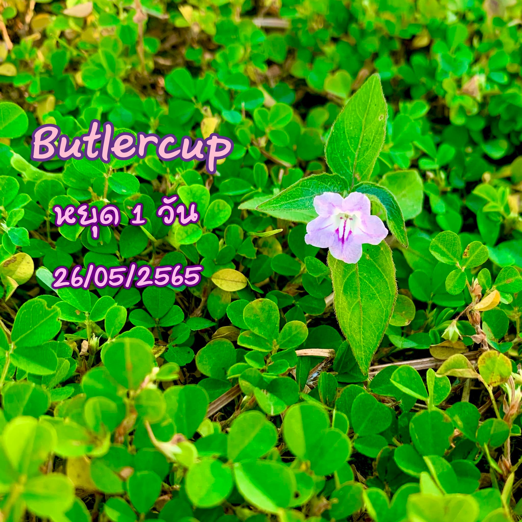 BUTLERCUP - BUTLERCUP หยุดให้บริการ 1 วัน ในวันพฤหัสบดี... | Facebook