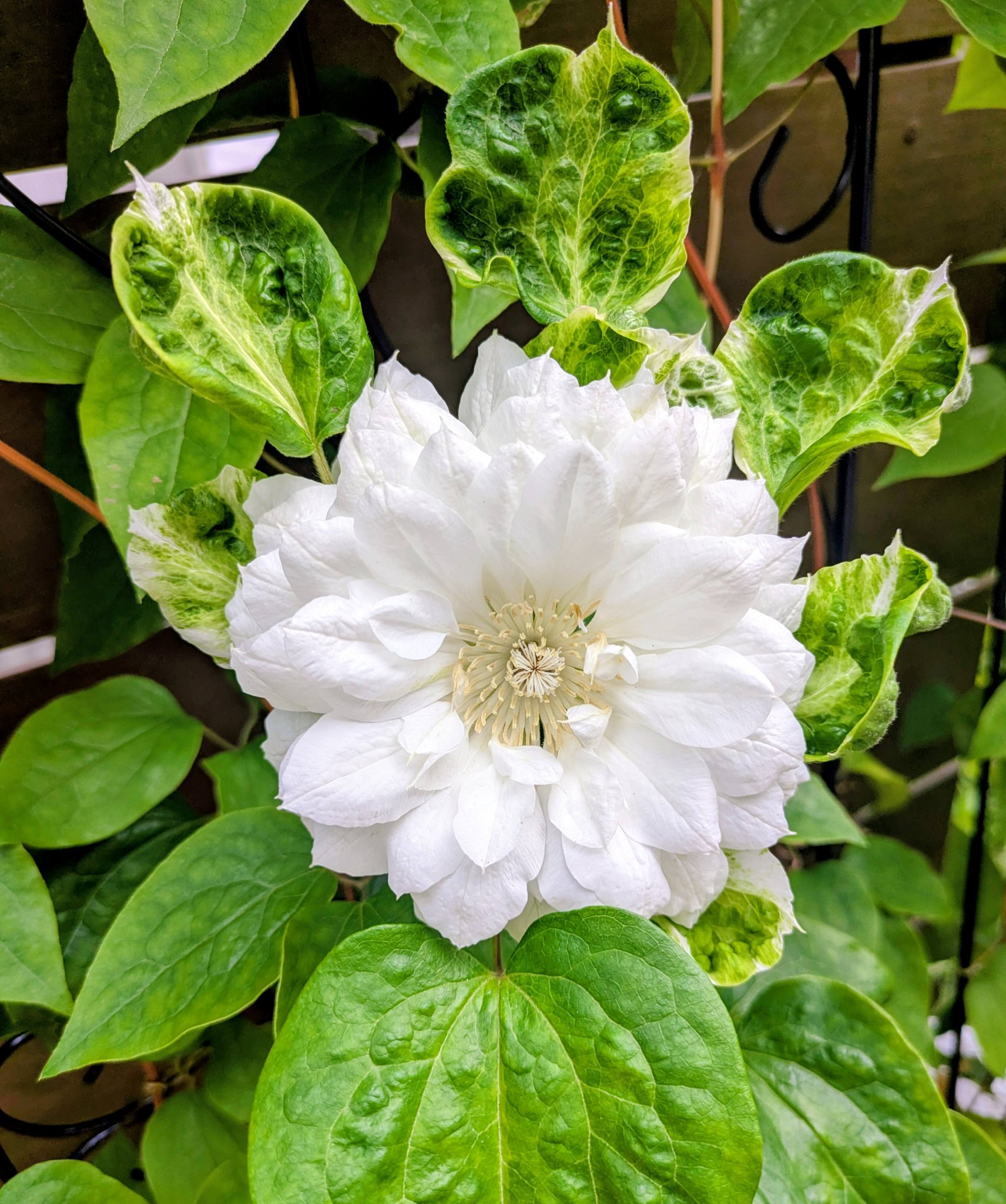 友人のお庭? 我が家の庭を見てくれている友達の家に春の花達を見に 