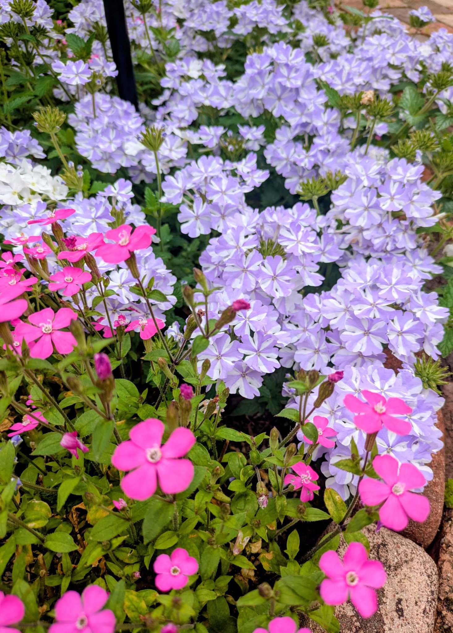 友人のお庭? 我が家の庭を見てくれている友達の家に春の花達を見に 
