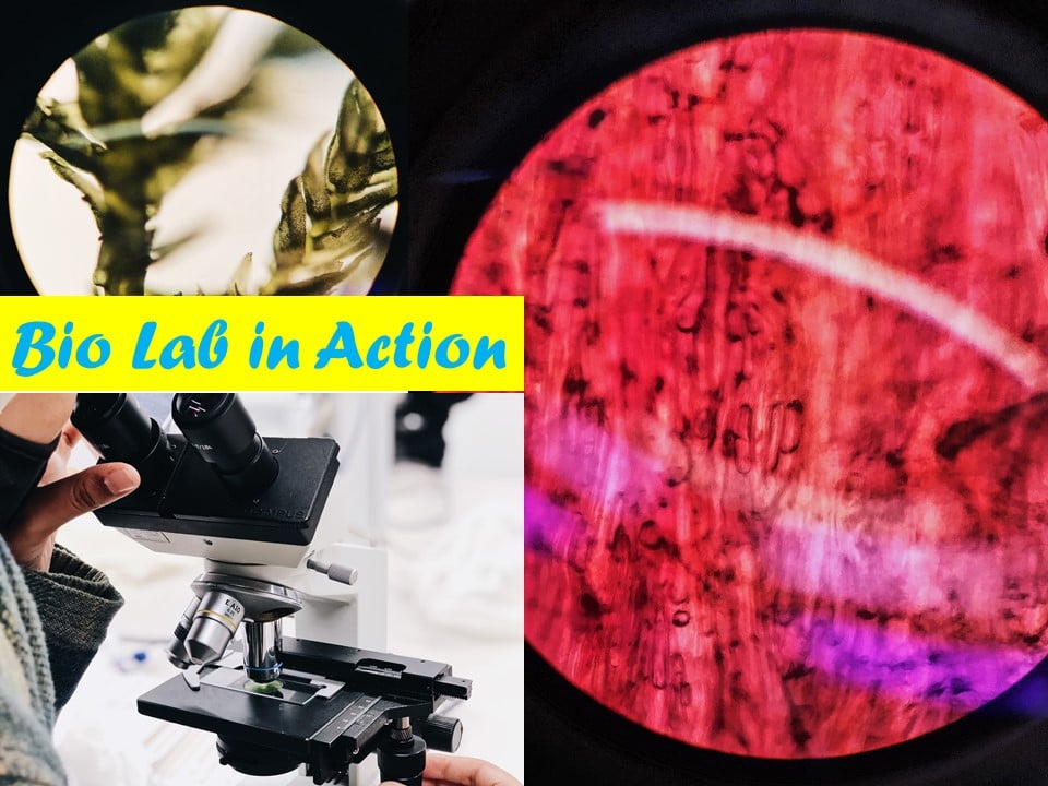 biodigital.arch.master - From Our BioLAB: Bioreactors and Cells BioLAB ...