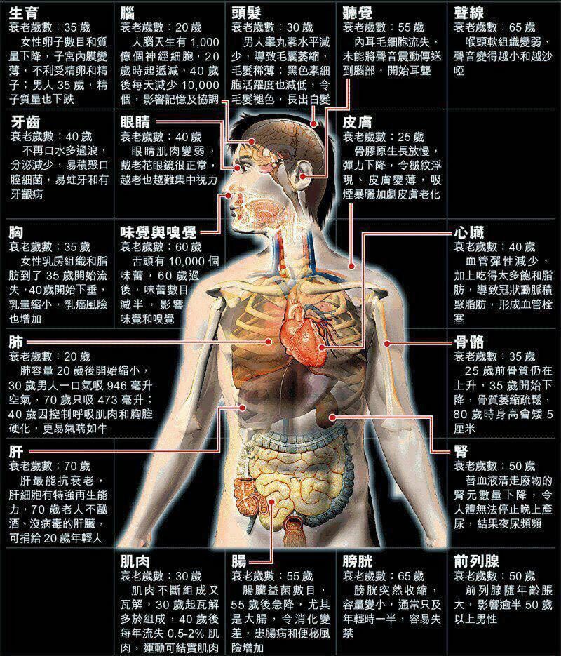 康盛中医kang Sheng Tcm 器官衰老岁数 生育衰老年年龄35岁 脑衰老年龄20岁 肺衰老年龄20岁 骨骼衰老年龄35岁最近英国研究人员确认了人体一些器官的衰老退化岁数 肝最能抗衰老 肝细胞有特强再生能力 70岁老人不酗酒 没病毒的肝脏 可捐给20岁年轻人 康盛中医