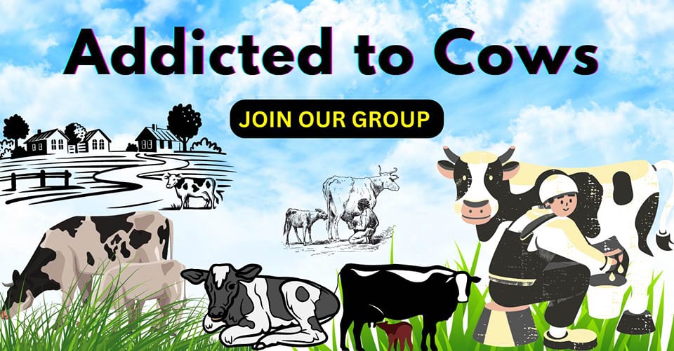Cows My Hearts | Facebook