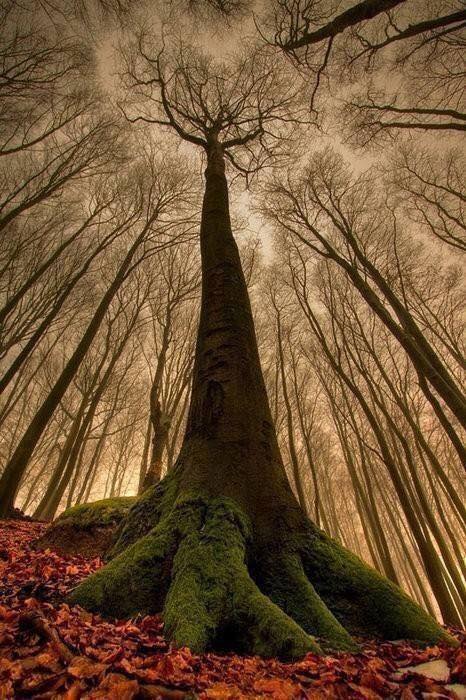 🌲 Absolutely beautiful! This tree... - Warmest Flame Firewood