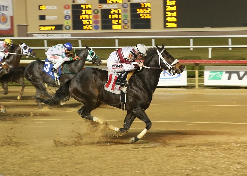 Q-Racing - Danjer, a 5-year-old son of Fdd Dynasty and the...