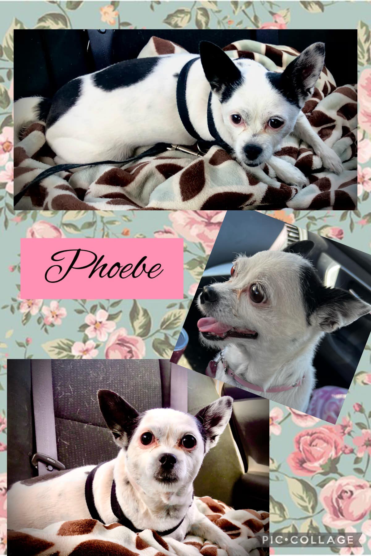 Team SCARS Adoptables - SCARS & PIA’s PAWS | Lake Havasu City AZ