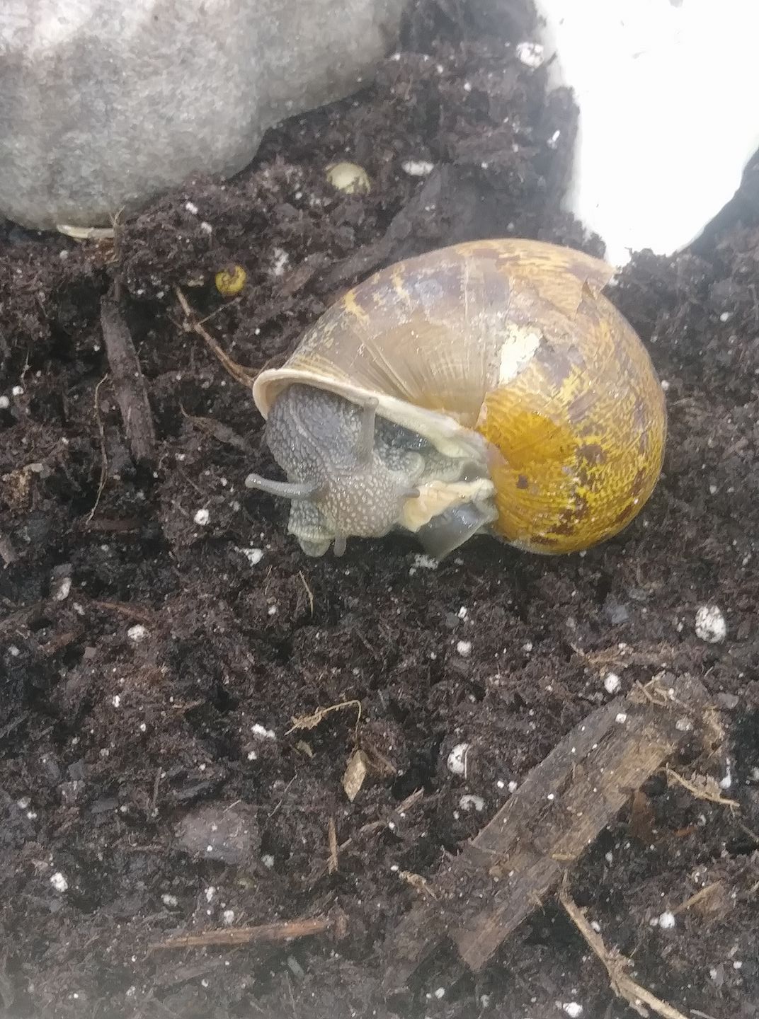 Turbo The Wonder Snail