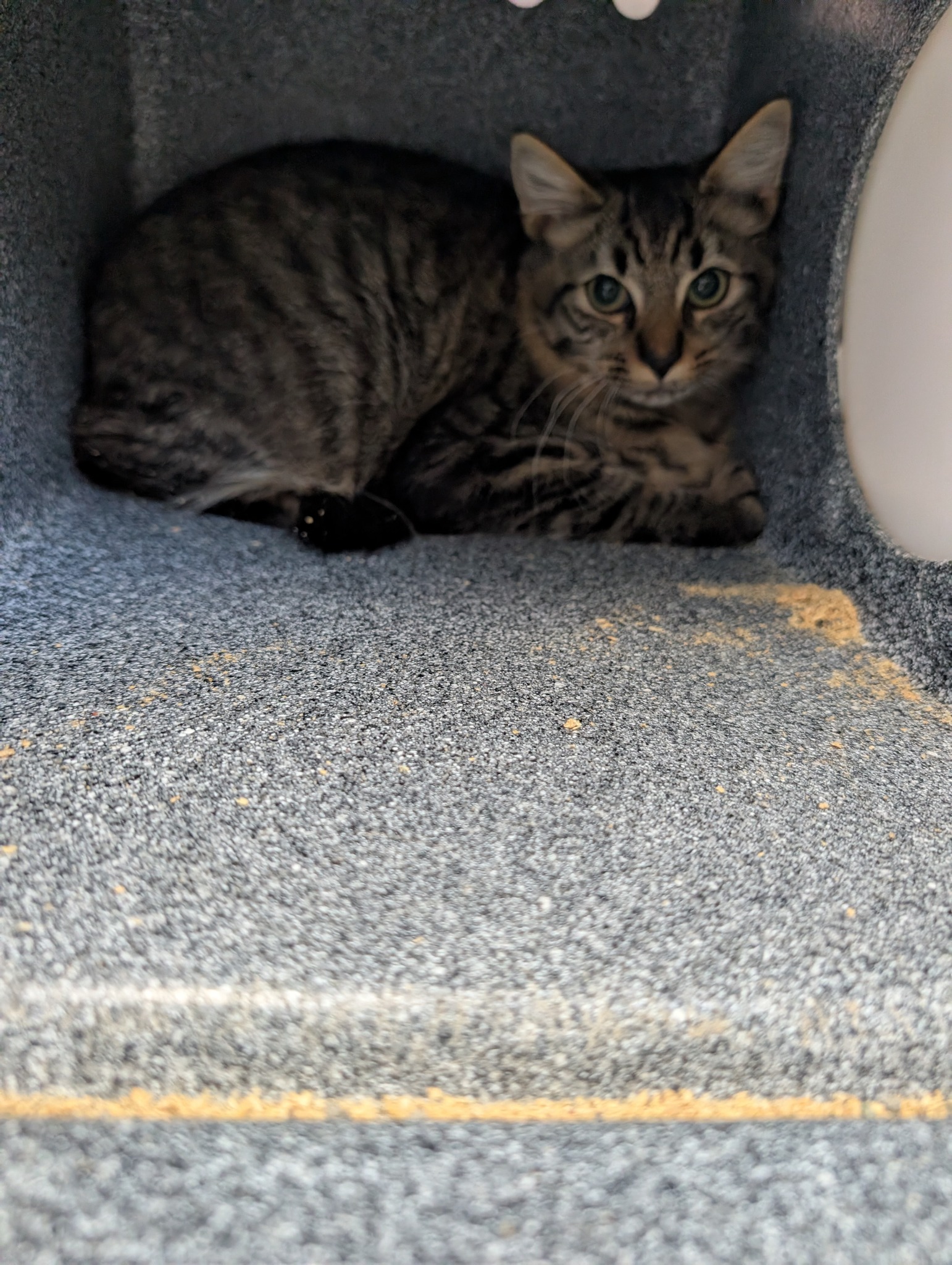Please call to check temperament A151780 Pippa DMH Gray Tabby