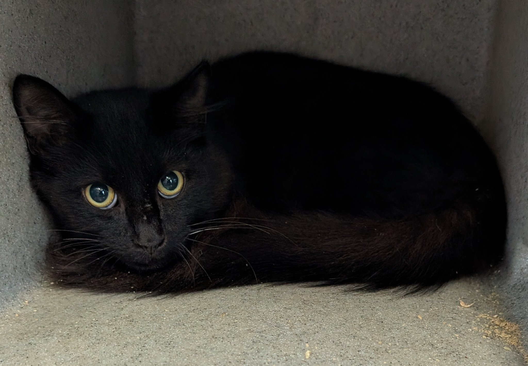 Please call to check temperament A151793 Lakey DMH Black Male