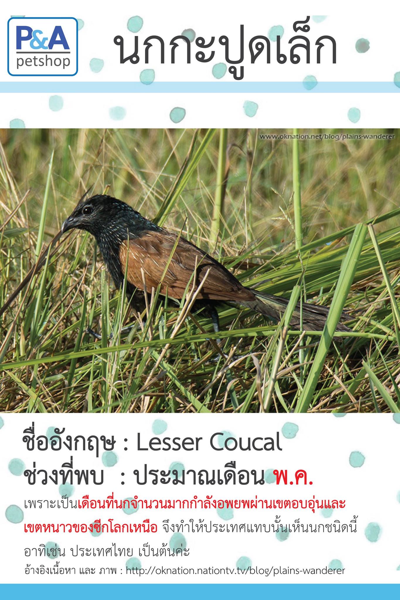 สาระน่ารู้ : นกกะปูดเล็ก หรือ Lesser... - Pa - Pigeon Racing Supplies ...