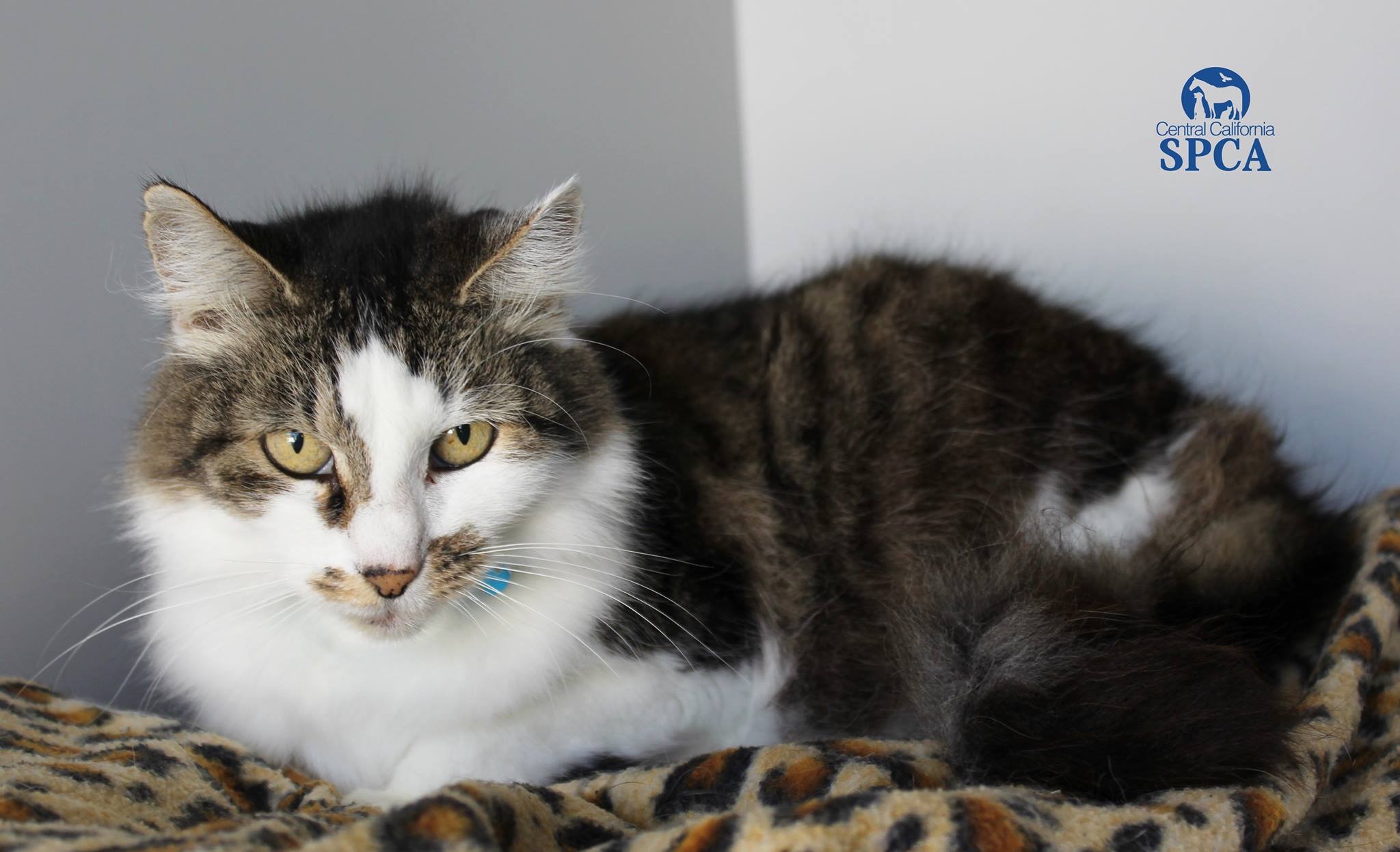 Say hello to Princess A058175!... - Central California SPCA