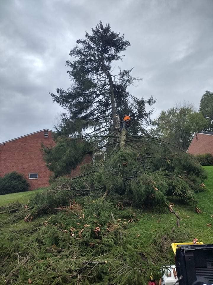 Out On A Limb Tree Co. | Canonsburg PA