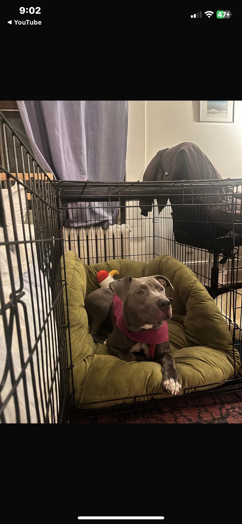 DOGS FOR ADOPTION OTTAWA RESCUE | Facebook