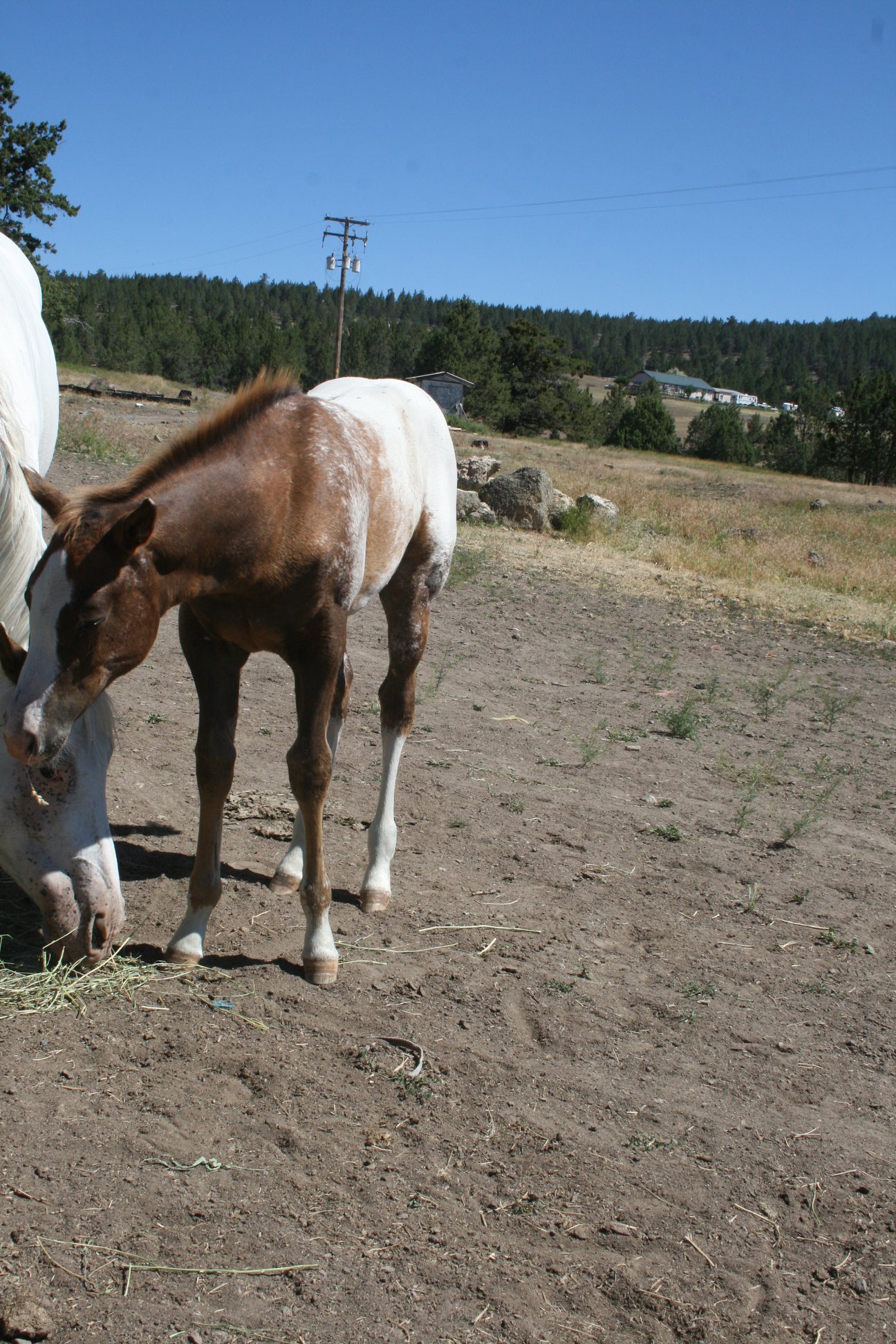 Lo-Le 2 Barrs Ranch | Malin OR