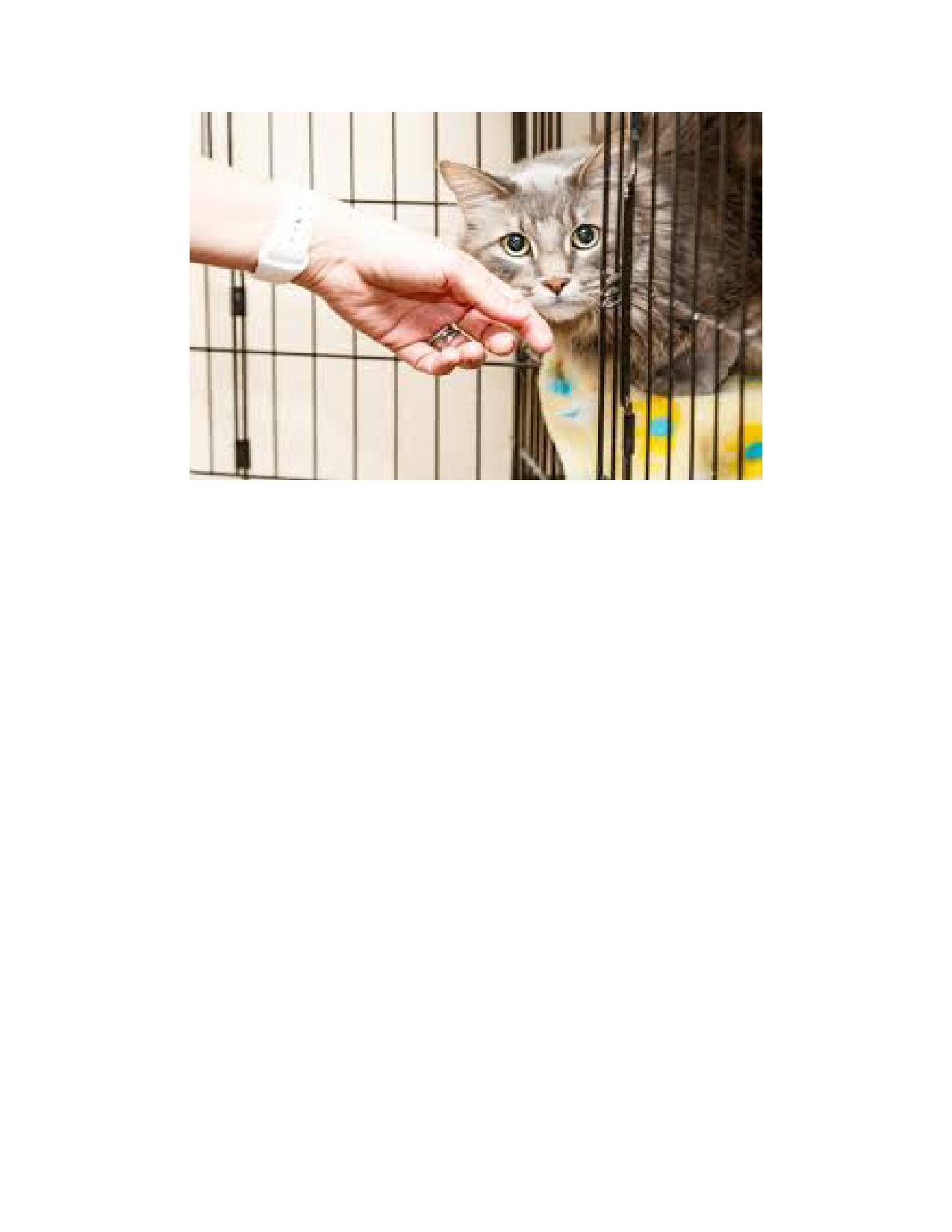 Little Orphan Animals - Peekskill, NY | Peekskill NY