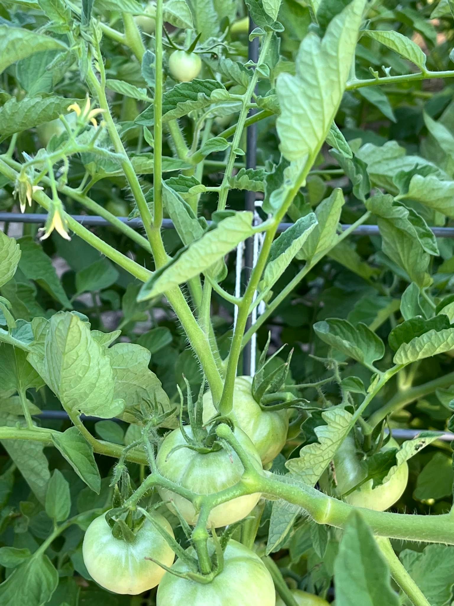 4th of July tomatoes thrive in North Texas heat