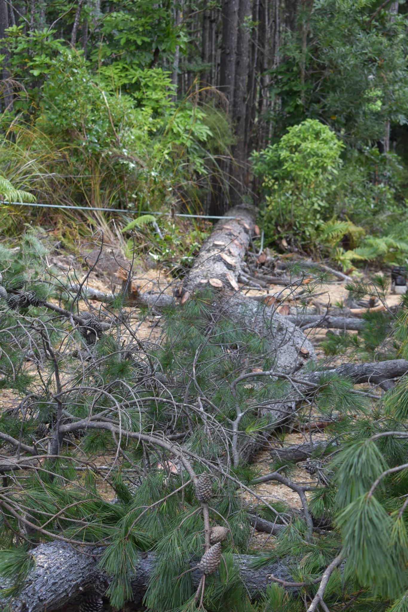 Christmas Trees for Upper Hutt's Birds | Upper Hutt