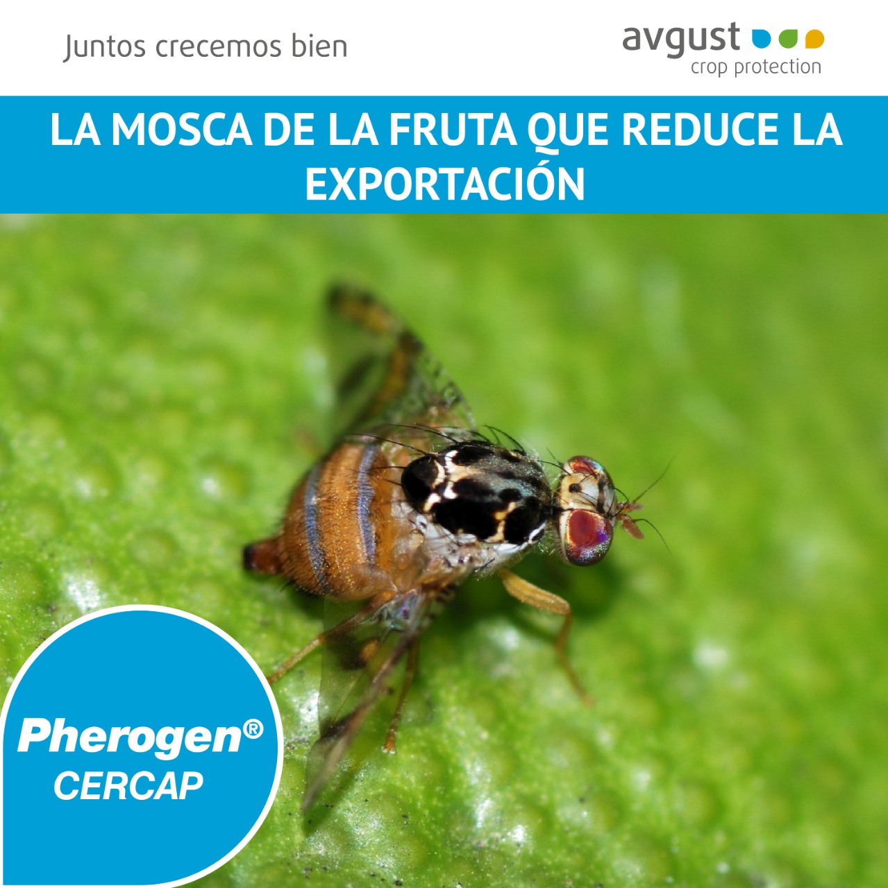 Avgust Peru - 📍 CERATITIS CAPITATA: LA MOSCA DE LA FRUTA...