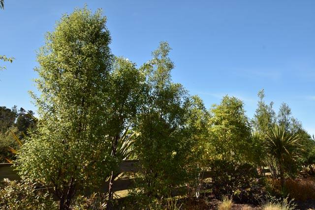 Christmas Trees for Upper Hutt's Birds | Upper Hutt