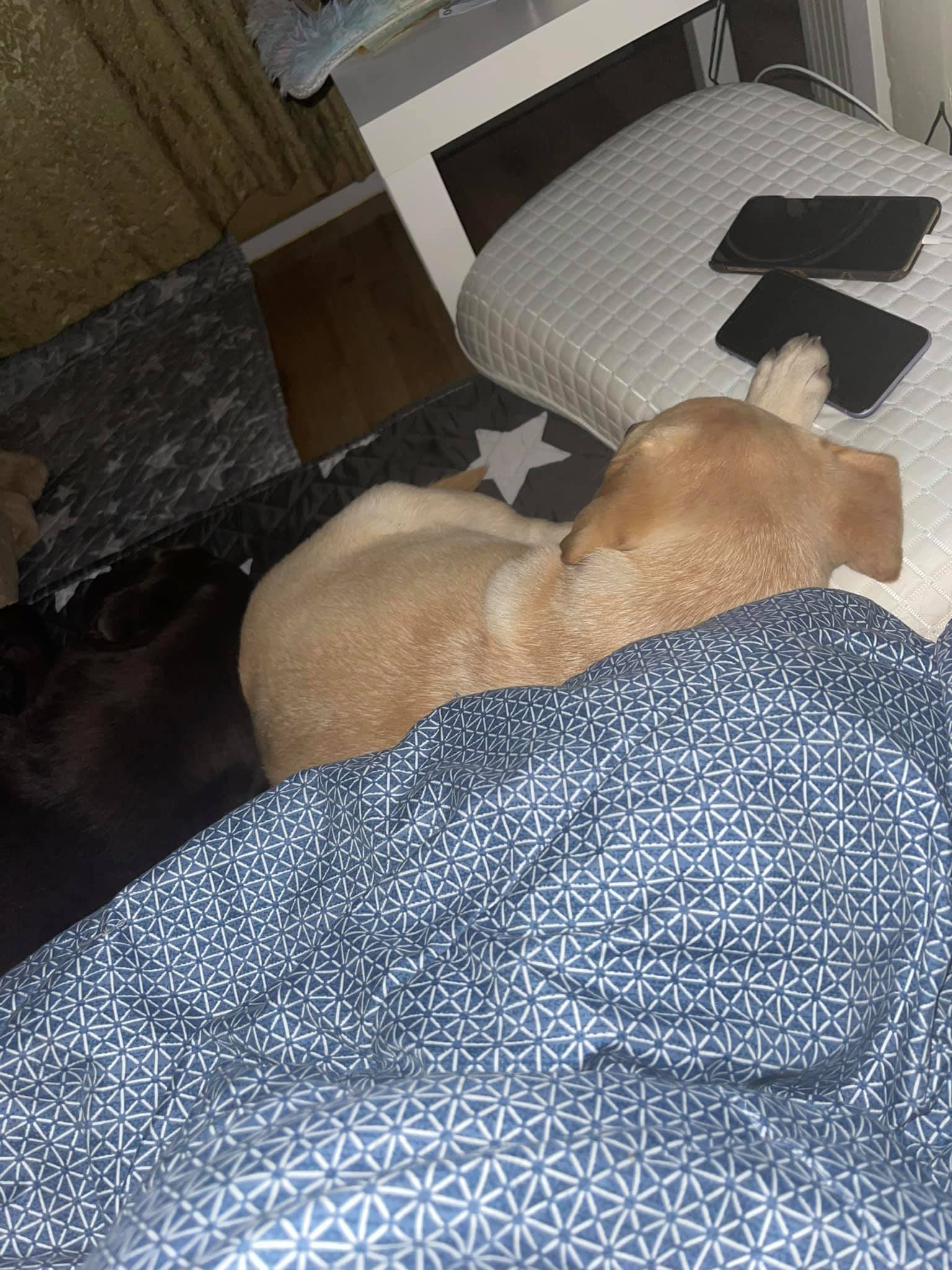 ได้ผล เอาเตียงลงมา นอนพื้น... - Dobby Bambii labrador