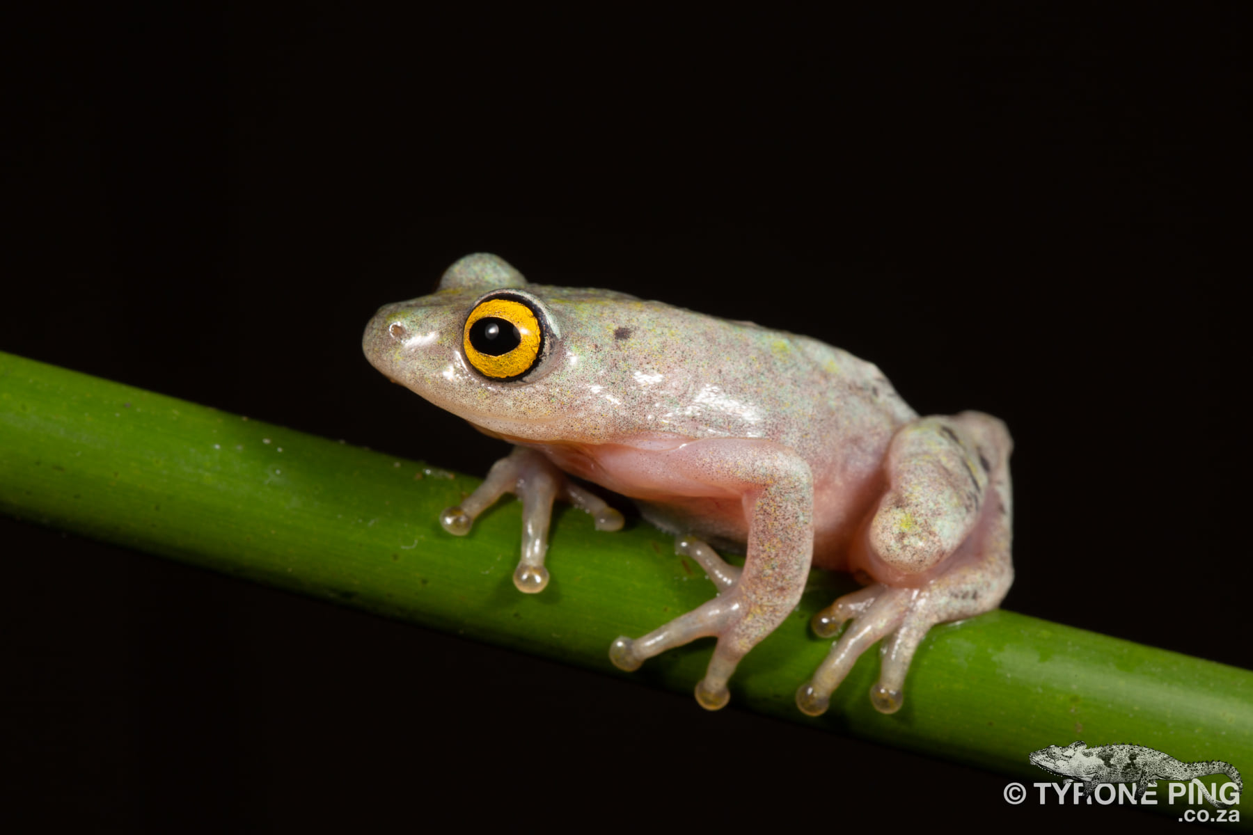 An usual... - Tyrone Ping - Herpetofauna of Southern Africa | Facebook