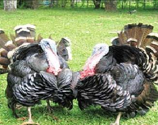 ก้าวเกษตร - การเลี้ยงไก่งวง...